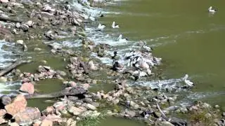 Wilcannia Weir