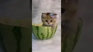 chhoti si Billi