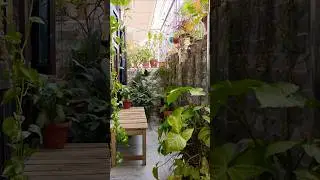 Need Your Advice: Garden Makeover #diy #gardening #balconygarden #shorts #plants