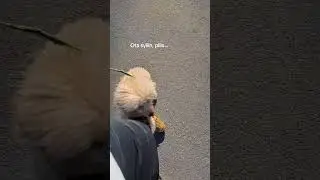 Ei sit&auml; aina jaksa🤭😂 #dog #dogvideos #poodle #poodledogs #dog #huli