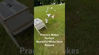 Training everyday! White dove release Shelby NC  @a_dove_above