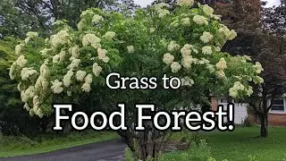 He Turned His Backyard Into a FOOD FOREST!