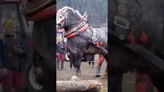 Мощь #лучшее #amazing #thebest #top #топ #horse