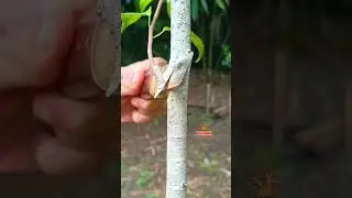 plant cultivation with unique methods #bonsai #airlayering #bonsaitree #craft #diy