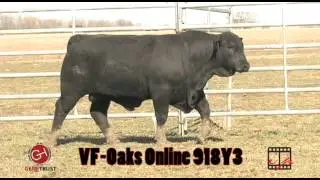 VF-Oaks Online 918Y3