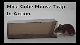 Mice Cube Mouse Trap In Action. The World's  Simplest Live Catch Mouse Trap