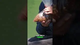 Keep Casters Fresh!! Loose Feeding Trick  #fishing #casters #bait