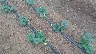 Ripengskani strawberry ge.ako nina reanga 