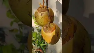 best golden coconut #fresh #amazing #viral #shorts