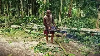 Chainsaw Master: Slicing Timber for Village Carpentry _FarmersLife _Shorts