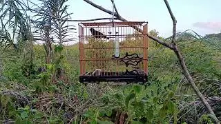 curió dobra na hora vimos trolinha cantando na palmeira dois preto curióla riscando a fogo alinhados