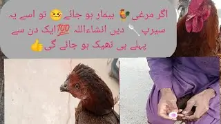 Ager murghi ko bukhaar ho jaay to ye syrup den #farming #poultry #poultryfarming #petcare #pets 