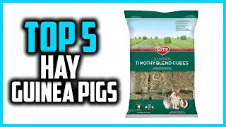 ✅Best Hay for Guinea Pigs in 2023