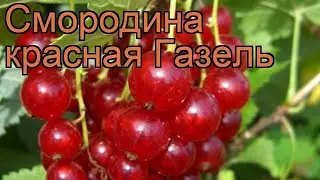 Смородина красная Газель (ribes rubrum) 🌿 Газель обзор: как сажать, саженцы смородины Газель