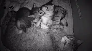 Cat Night Behavior Keeping You Awake?