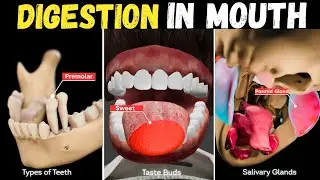 Human Digestive System Explained with 3D Animation