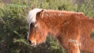 Biotope conservation with large herbivores - Posbank Netherlands