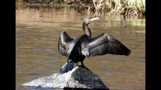 Cormorans Allier 2022