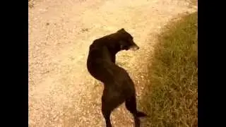 black dog flirting