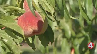 Peach Festival to celebrate local farms