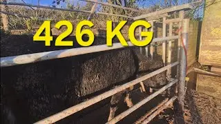Big Winter Weigh-In: How Our Cattle Are Thriving on Cover Crops. Dairy farmers need to watch this.