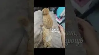 смэщне всрате коты 81 #смэщневстратекоты #мем #котики #озвучка #коты
