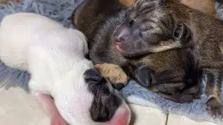 Hungry puppies | one day old puppies