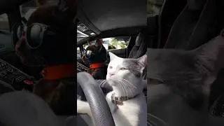 its not the vehicle, its the speed #catlover#snickers#catdriving#drivingcat#speed#cat #cats#snicker