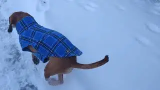 [Carolina Dog Music Video] Running ~ No Doubt, dogs in snow, American dingo