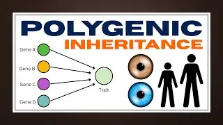 Polygenic Inheritance Explained | A-Level Biology | Traits, Examples & Environmental Impact