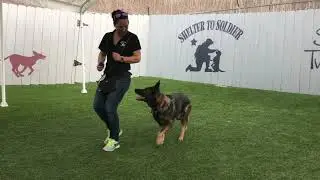 Specialty Dog Training San Diego