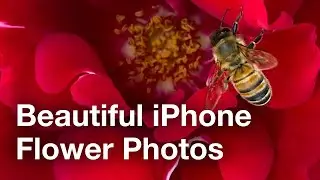 Tips For Beautiful iPhone Photos Of Flowers