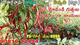 Best Chilli Seeds 2023 PS - 9999 | ఎత్తైన మొక్కలతో, ఎక్కువ కొమ్మలతో, అధిక దిగుబడి సాధించగల తేజ రకం