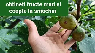 Cum să &icirc;ngrijești o plantă de smochin pentru a obține fructe delicioase #smochin #plante #grădinărit