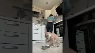 DJ Kitty Laying Down Some Hungry Beats || ViralHog