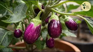 Small Pots, Big Results: 15 Super Productive Crops That Grow Like Fruit Trees