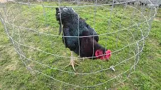 Qaib Phanus (OG Dark Knight)