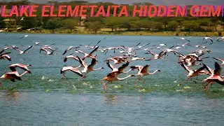 🌅 &ldquo;Lake Elementaita: Kenya&rsquo;s Hidden Paradise You Must See! 🦩✨&rdquo;