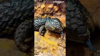 ASMR Pinecone Lizard Removing Dry Skin #peeling #lizard #pineconelizard #reptiles