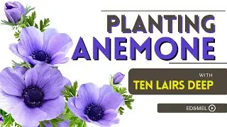 Anemone | How to plant anemone | Zone 3 Flower Farm | Ten Lairs Deep