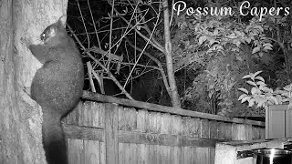 Possum Easily Climbs Tree