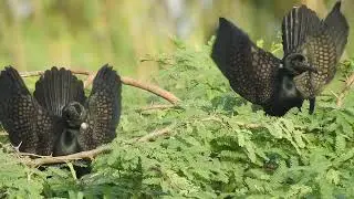 Indian shag in Breeding season #bharatpurbirdsanctuary #keoladeonationalpark #indianbirds#shorts