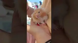 Baby 🍼🐥 #song #music #arijitsingh #bollywood #hamster #musicgenre #pets #cute #fyp #fypシ゚viral