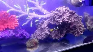 Karwar karwali festival fish exhibition 2018