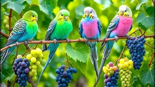 Gentle Forest Birds Singing | Stress-Free Focus & Relaxation