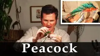Boots Allen: Peacock pattern for sea run brown trout in Tierra Del Fuego