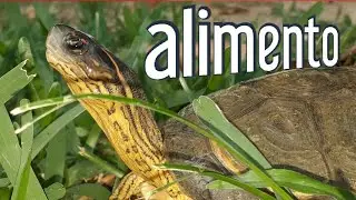 Alimentación basica para, tortuga mojina 💛🐢