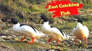 Amazing fish catching duck | Amazing duck catching fish