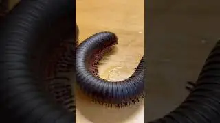 A fun grow your own millipede toy! Expands 100 times it&rsquo;s original size!