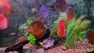 Standard Quarantine will KILL Discus.